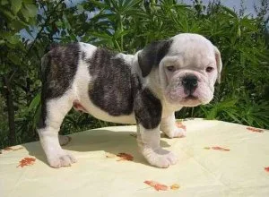 I have a litter English bulldog puppies all