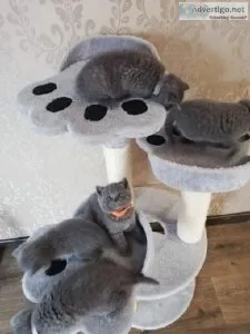 Cute British Shorthair kittens -