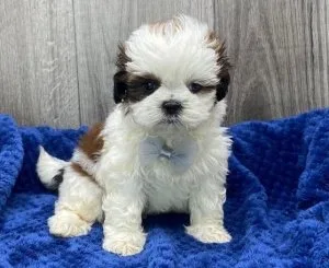 organized Shih Tzu puppies