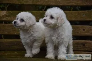 Stud Bichon Frise For Sale