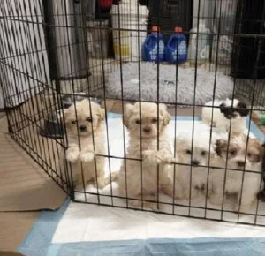 Gorgeous Shih-Tzu Pups