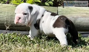 genuine english bulldog puppies