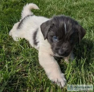 NEWFOUNDLAND PUPPIES