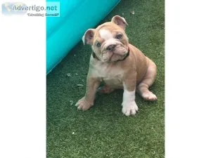 Japata Two Male and female English Bulldog Puppies