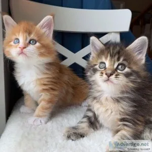 Beautiful Maine Coon kittens for sale