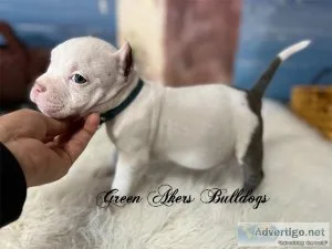 Exotic Bullies M ABKC Blue Collar