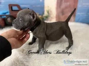 Exotic Bullies M ABKC Black Collar