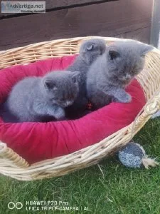 Scottish Fold Kittens  For Sale