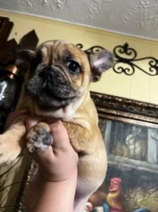 Fawn Merle Female French Bulldog