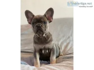 calm French Bulldog Puppies