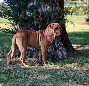 Shar Pei Female