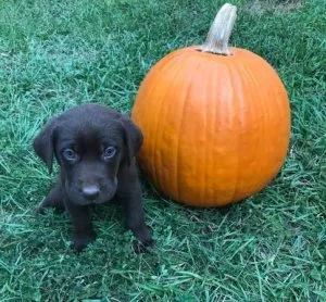 Chocolato Lab Puppies
