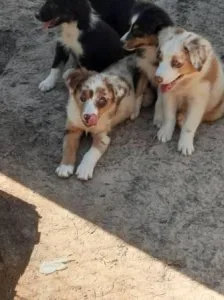 Australian shepherds Babies Ready