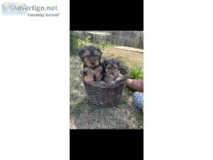 Joyful Yorkshire Terrier Puppies Available