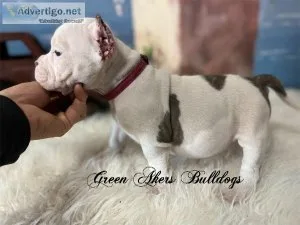 Exotic Bullies F ABKC Pink Collar