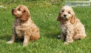 Cavapoochons for sale