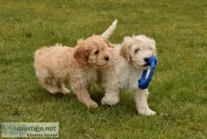 F1 cavapoo for sale