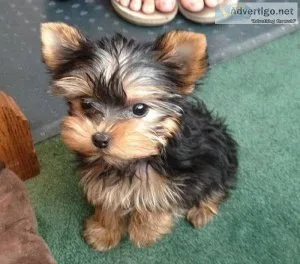 Teacup Yorkie puppy
