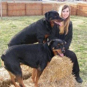 brain training for dog