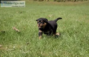R0TTWEILER PUPPIES