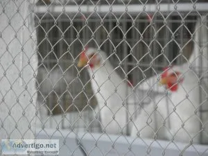 CHAKRA Poultry Equipment - We Make Farming Easy