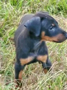 Doberman Puppies Avail