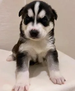 PUREBRED BLUE EYE SIBERIAN HUSKY PUPPIES AVAILABLE