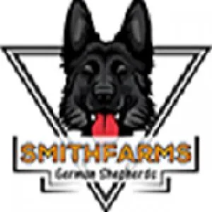 German shepherd puppies for sale - Healthy and Adorable Pups