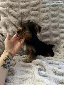 Female yorkie