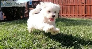 amusing maltese puppies