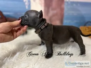 Exotic Bullies F ABKC Lilac Collar