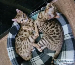 Beautiful Bengal Kittens