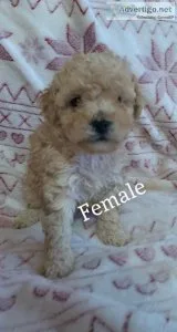 Yorkie Poos For Sale