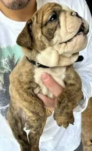 AKC English Bulldog