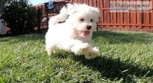whimsical Maltese puppies