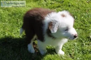 Microchipped Border collie puppies for sale
