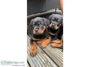 ambitious Male and Female Rottweiler Puppies
