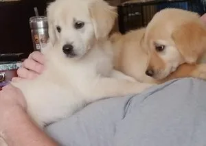 Gorgeous full of joy Golden Retriever