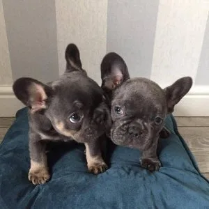 French bulldog puppies very playful and friendly.