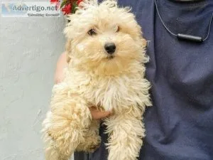 Last Cavapoochon puppies
