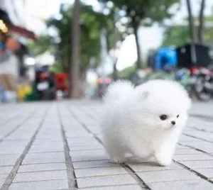 pleasing Pomeranian puppies