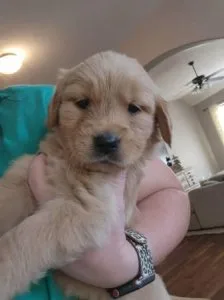 Akc Golden retriever puppies (Ba