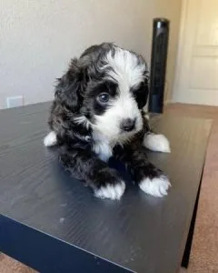 Toy Aussiedoodle Puppies