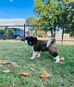 AKC American Akita
