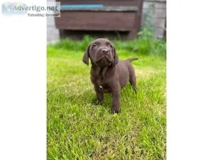 advanced Labrador retriever Puppies