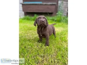 cheerful Labrador retriever Puppies