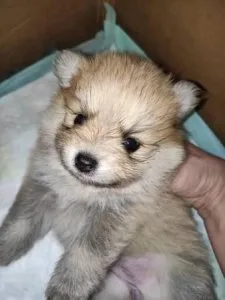Pomeranian Puppy