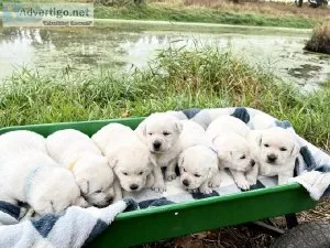 English Labrador Puppies