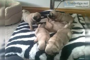 Cute Pug puppies available
