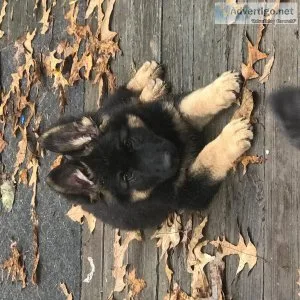 German Shepherd pups